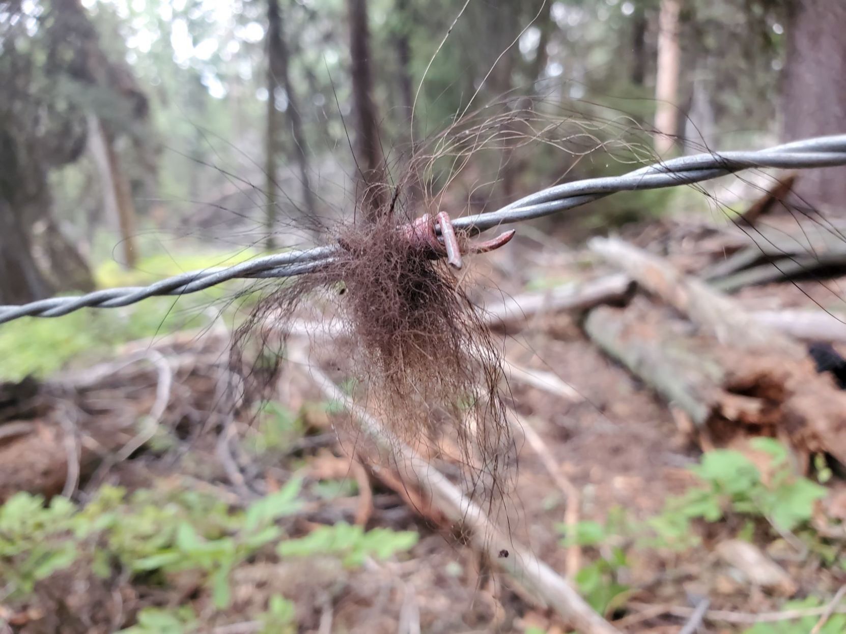 Hairball